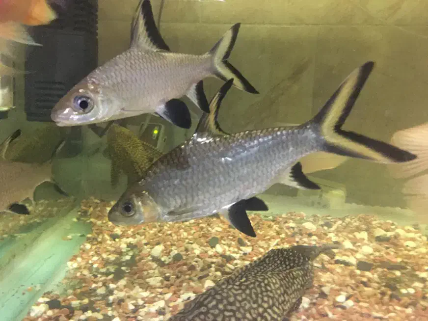 3 عدد سیلورشارک اورسایز|ماهی|اردبیل, |دیوار