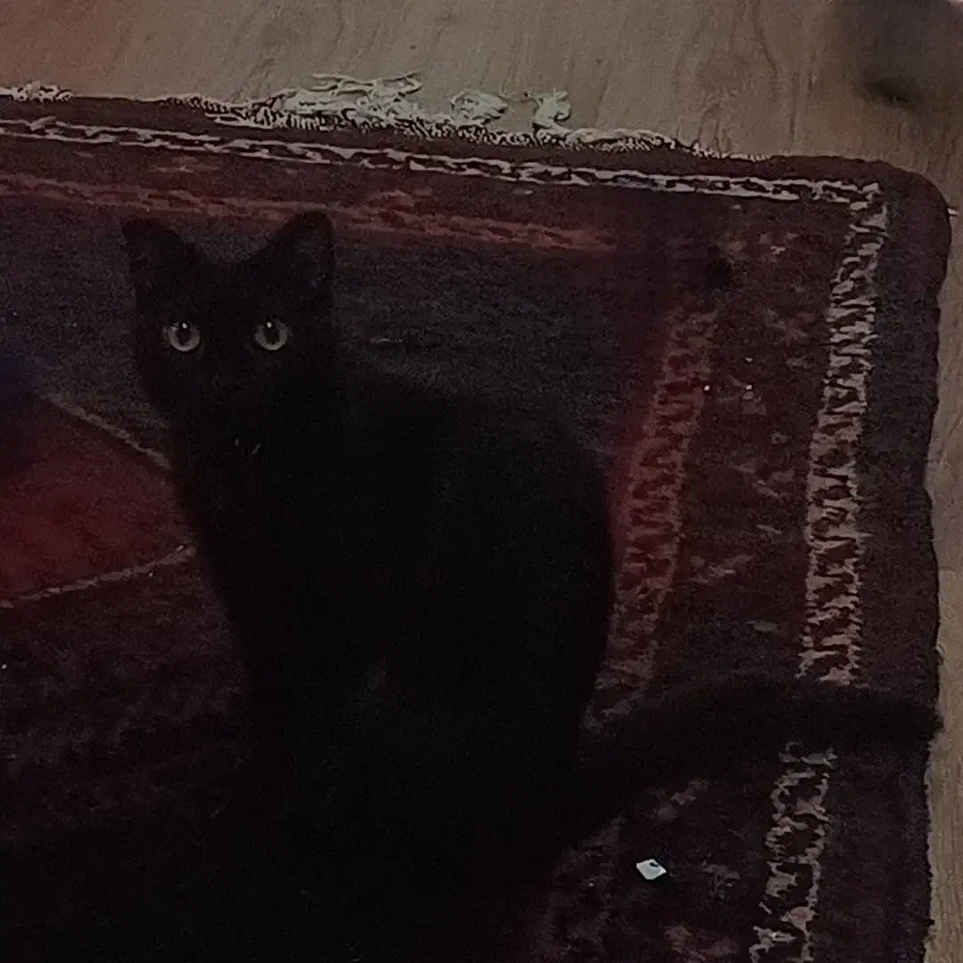 واگذاری اسکاتیش فولد بلک|گربه|کرج, ساماندهی|دیوار