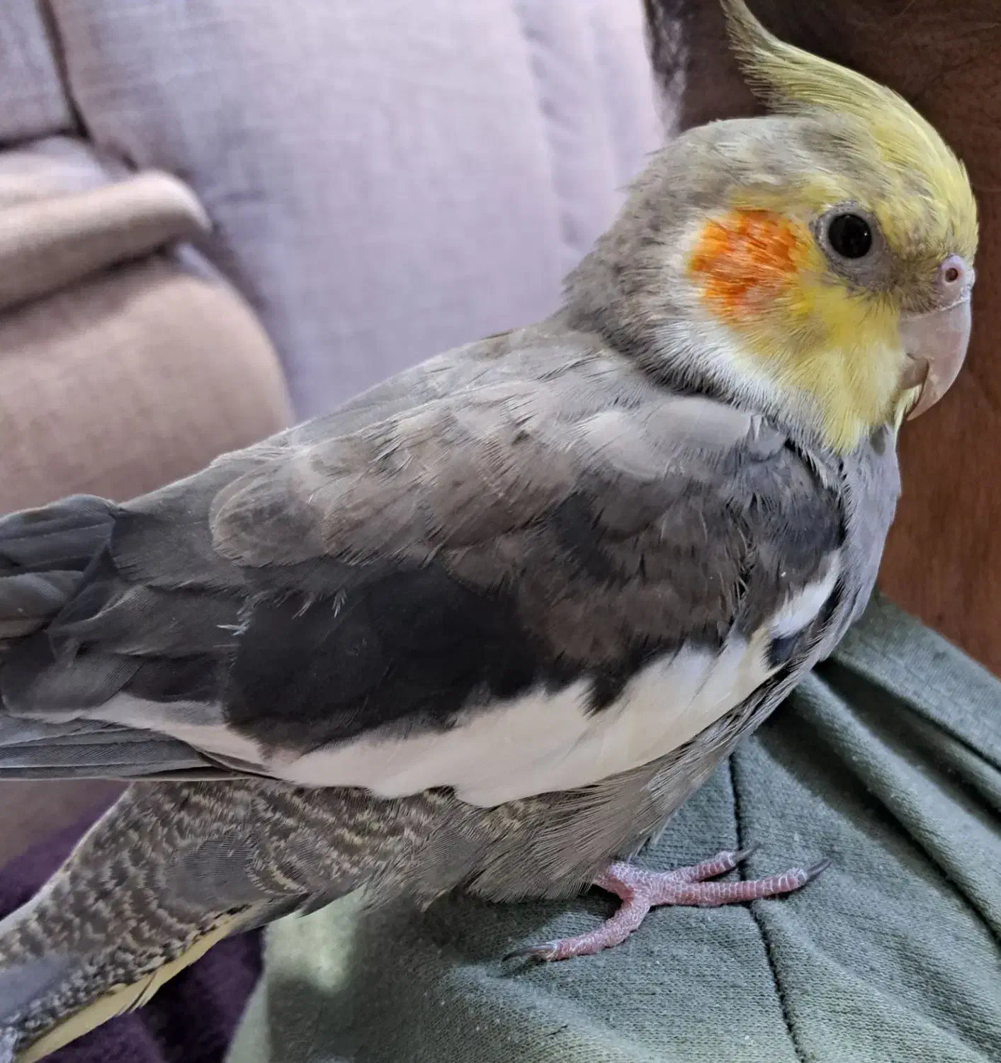 عروس هلندی گم شده|حیوانات|قم, علی آباد سعدگان|دیوار