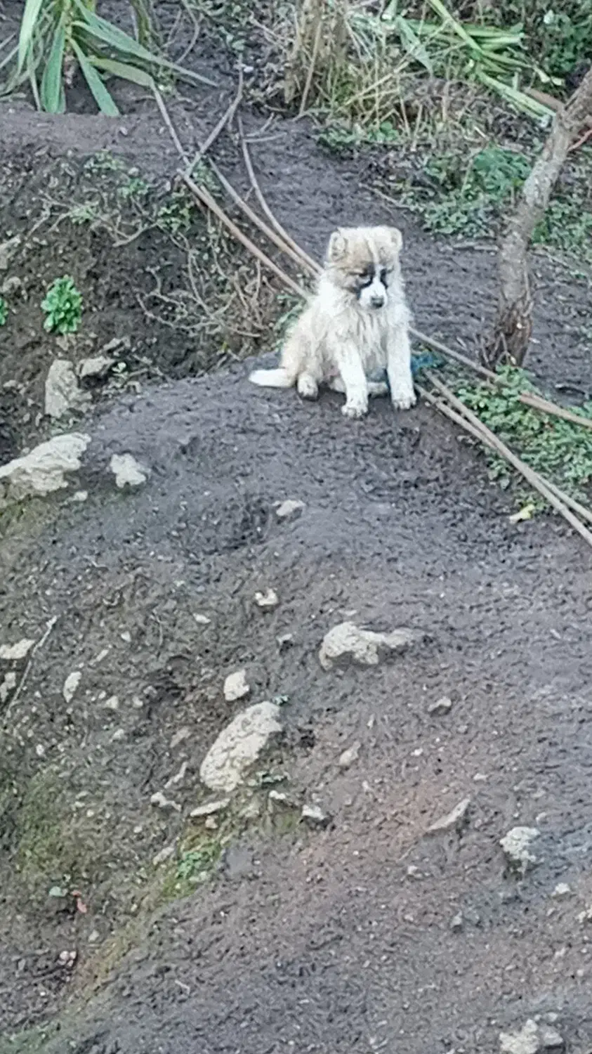 سگ سراب واگذاری|سگ|رشت, یخسازی|دیوار