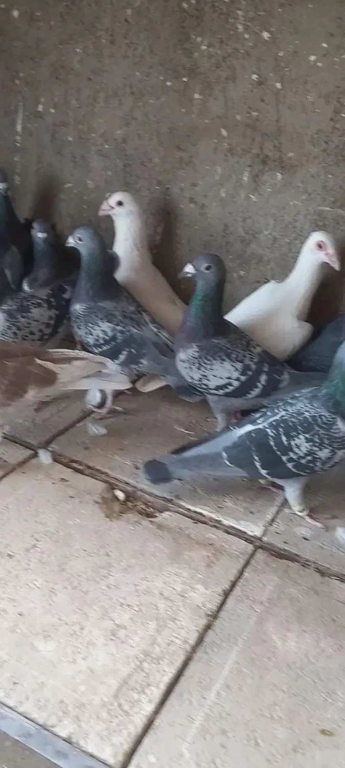 کبوتر آلمان|پرنده|نیشابور, شهید بهشتی|دیوار