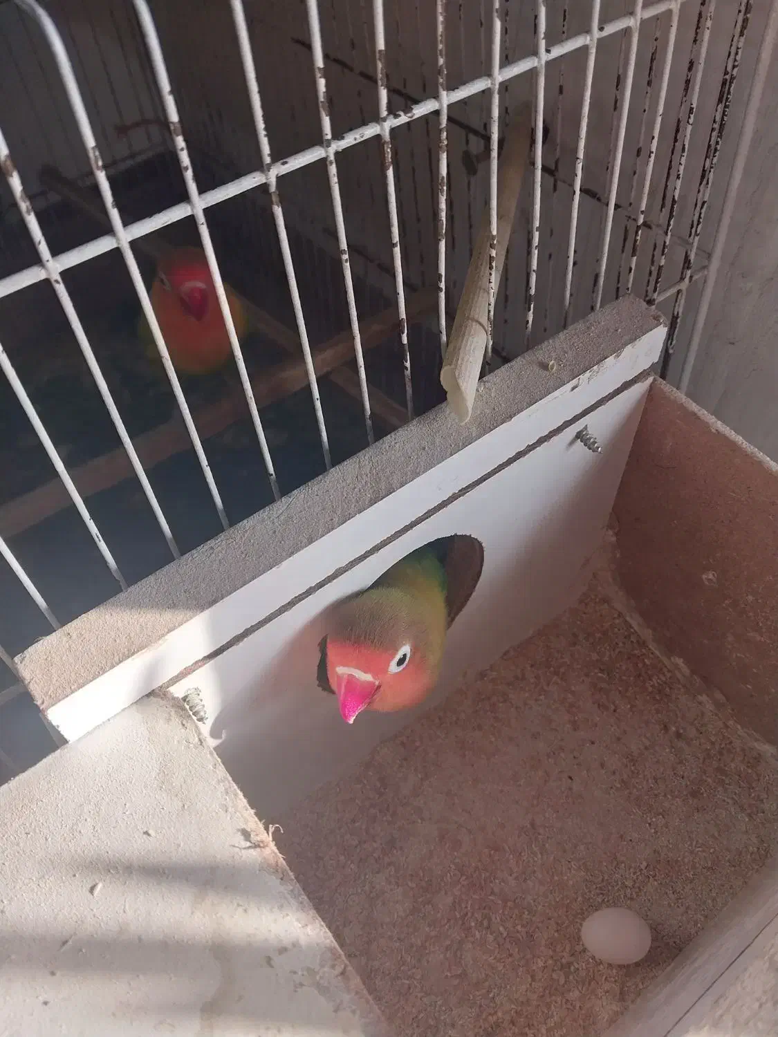 طوطی برزیلی اهلی|پرنده|مرند, |دیوار