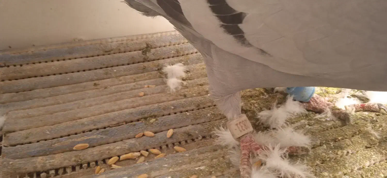 کبوتر پلاکی|پرنده|شهریار, شهرک اداری تندگویان|دیوار