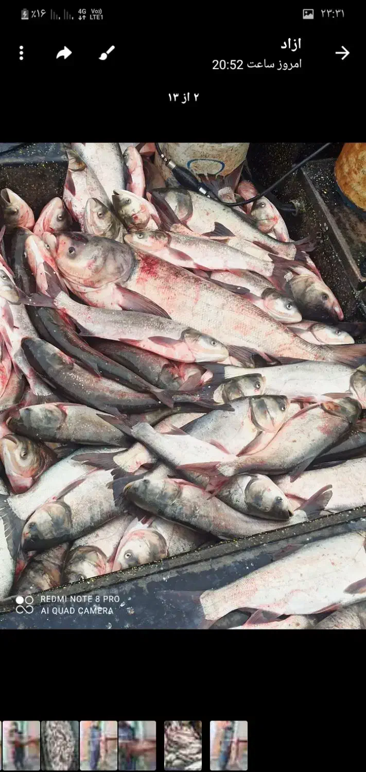 ماهی|خوردنی و آشامیدنی|دیواندره, |دیوار