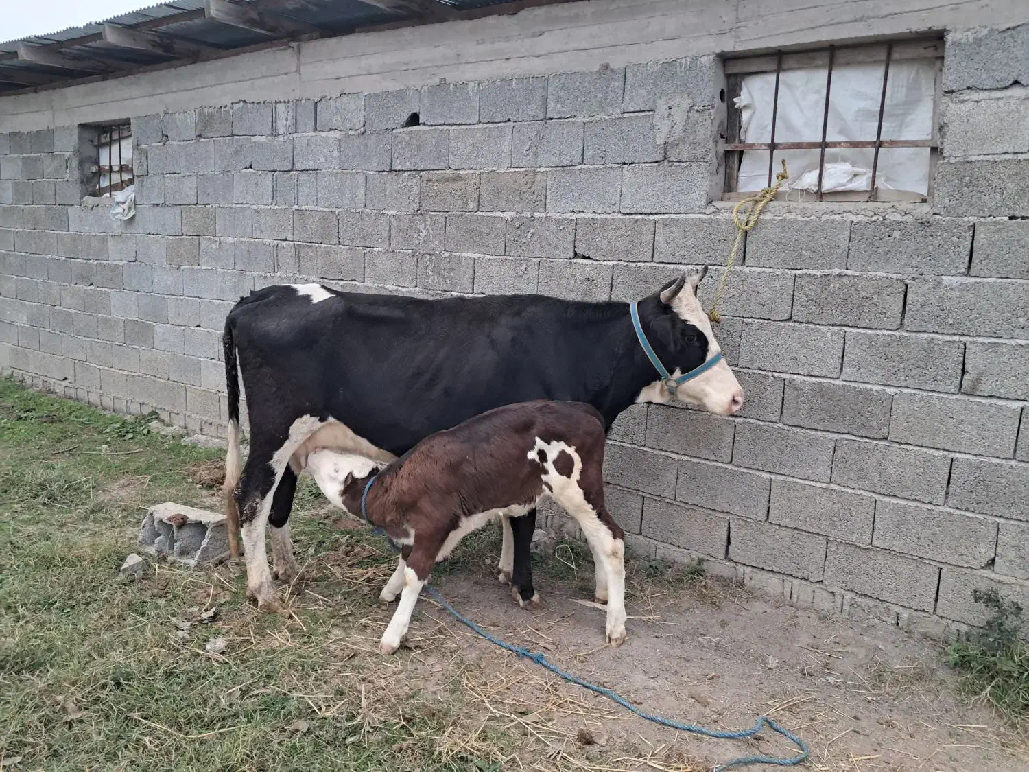 گاو و و گوساله سیمینتال عروسک|حیوانات مزرعه|ماسال, |دیوار