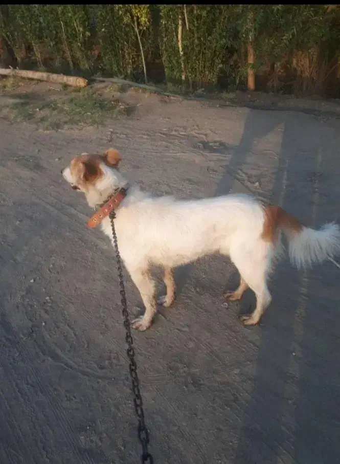 مژدگانی به یابنده سگ|حیوانات|بروجرد, |دیوار