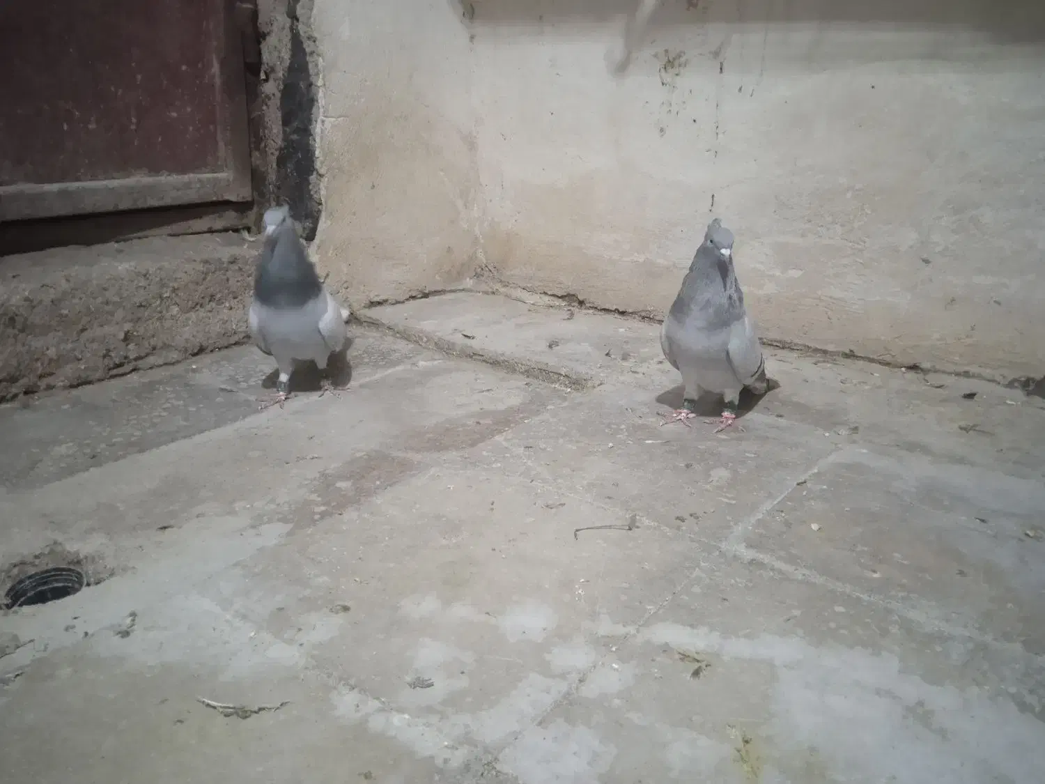 بهبهانی|پرنده|شیراز, شهرک گلستان|دیوار