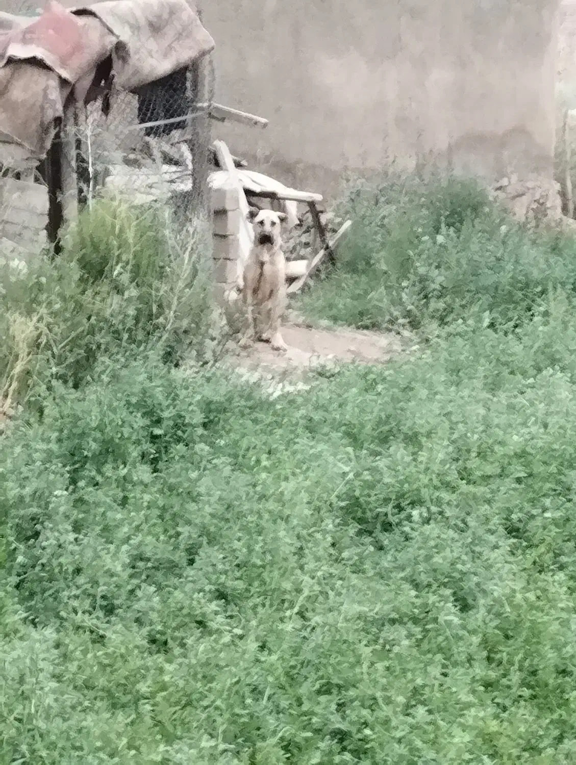 سگ سرابی|حیوانات|سلماس, |دیوار