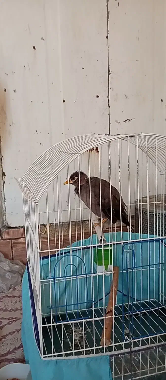 مرغ مینا|پرنده|شیراز, گل سرخ|دیوار