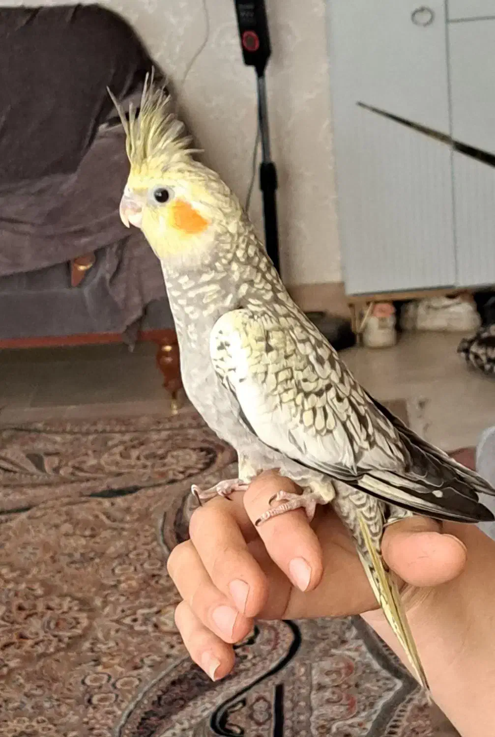 عروس هلندی|پرنده|قرچک, زیبا شهر|دیوار