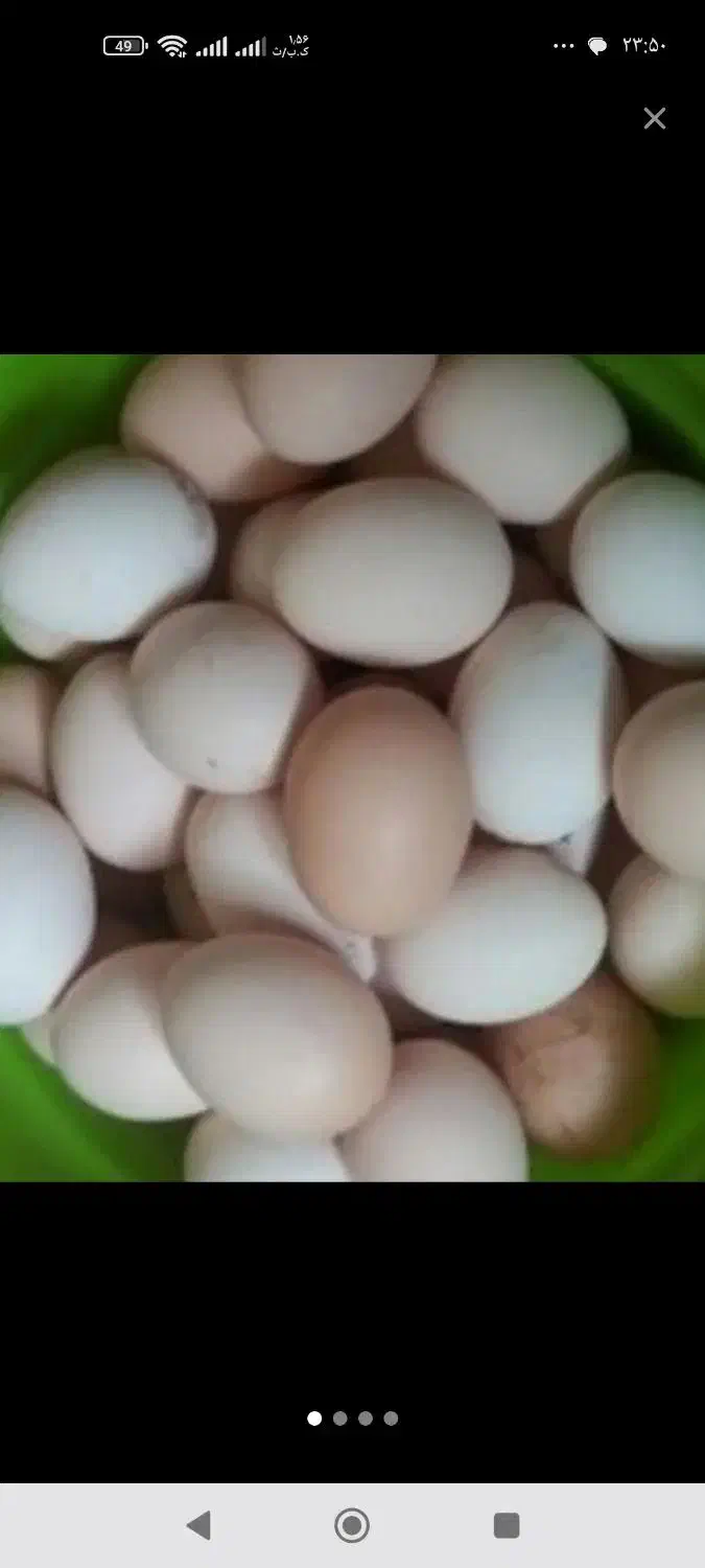 تخم مرغ|خوردنی و آشامیدنی|سبزوار, چهارراه فرودگاه|دیوار