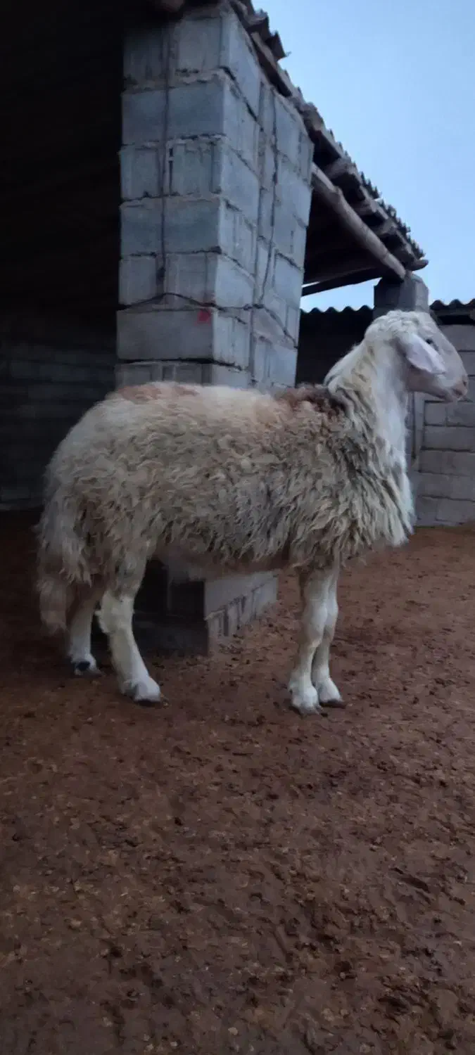 قوچ       بروجردی|حیوانات مزرعه|کلاله, |دیوار