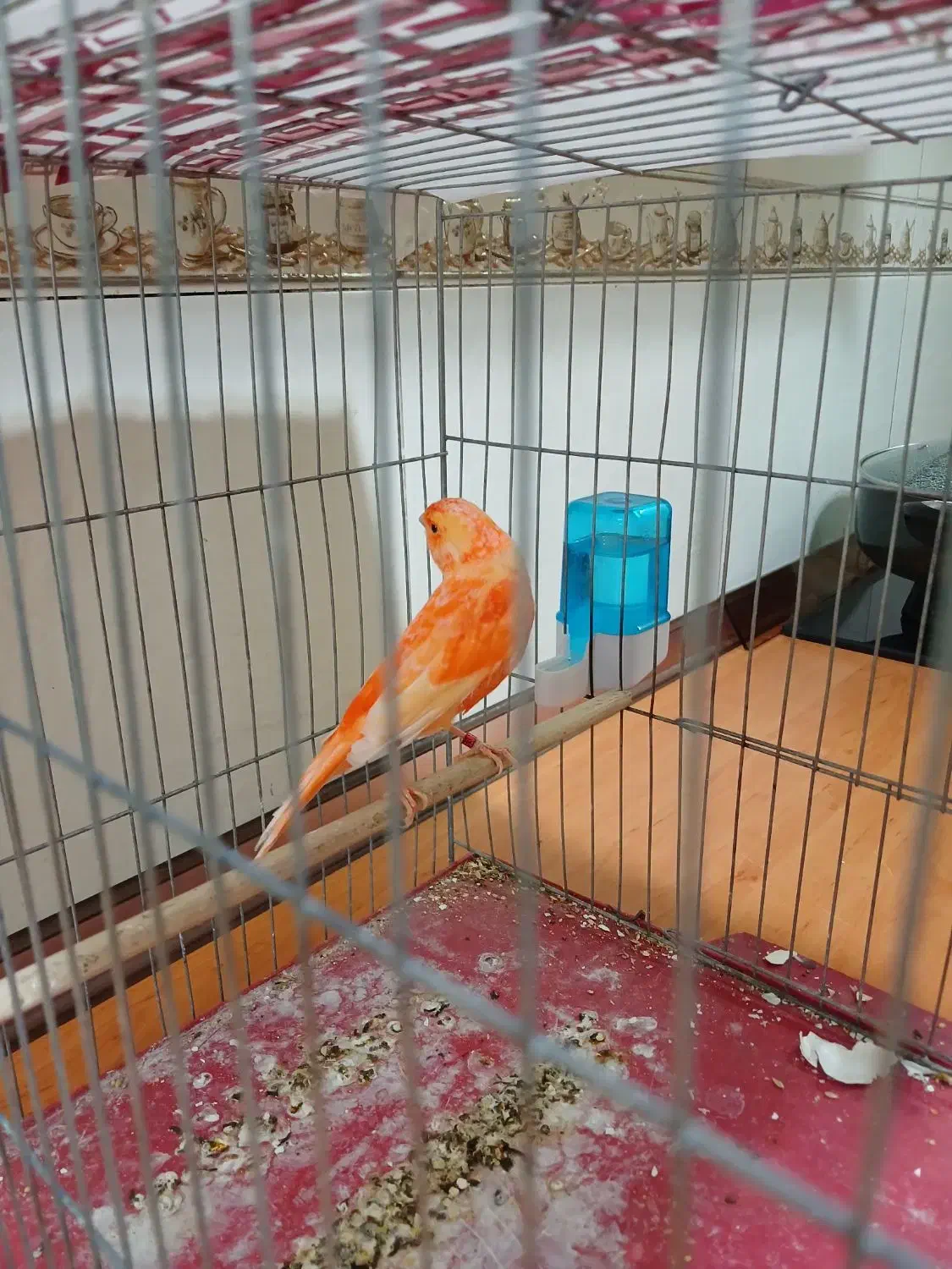 قناری ردفکتور نر بخون|پرنده|تهران, ازگل|دیوار