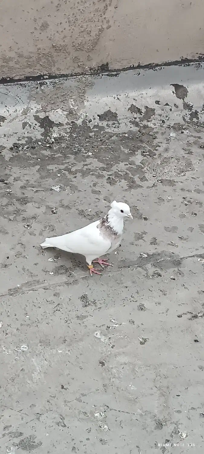 کبوتر|پرنده|اهواز, کوی پیروزی|دیوار