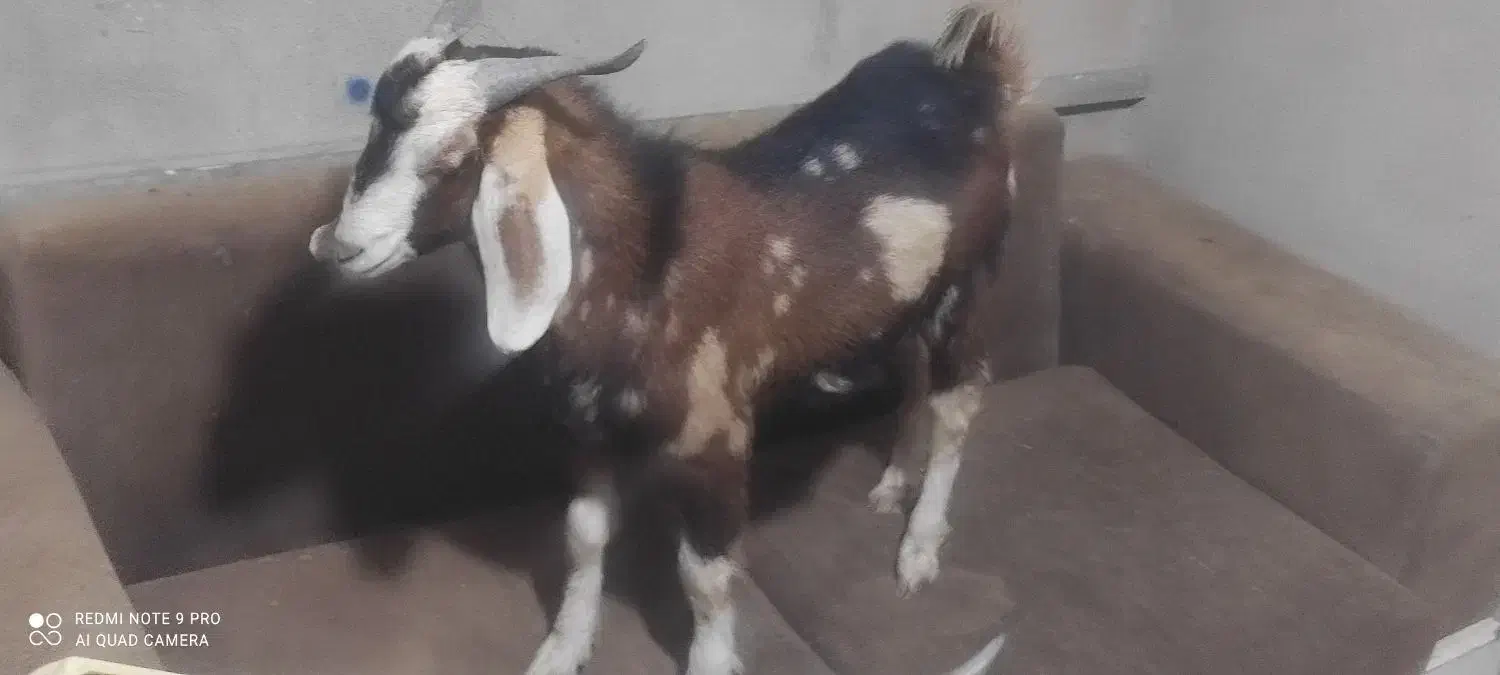 یک عدد پاچن و یک عدد تروشت|حیوانات مزرعه|خاش, |دیوار