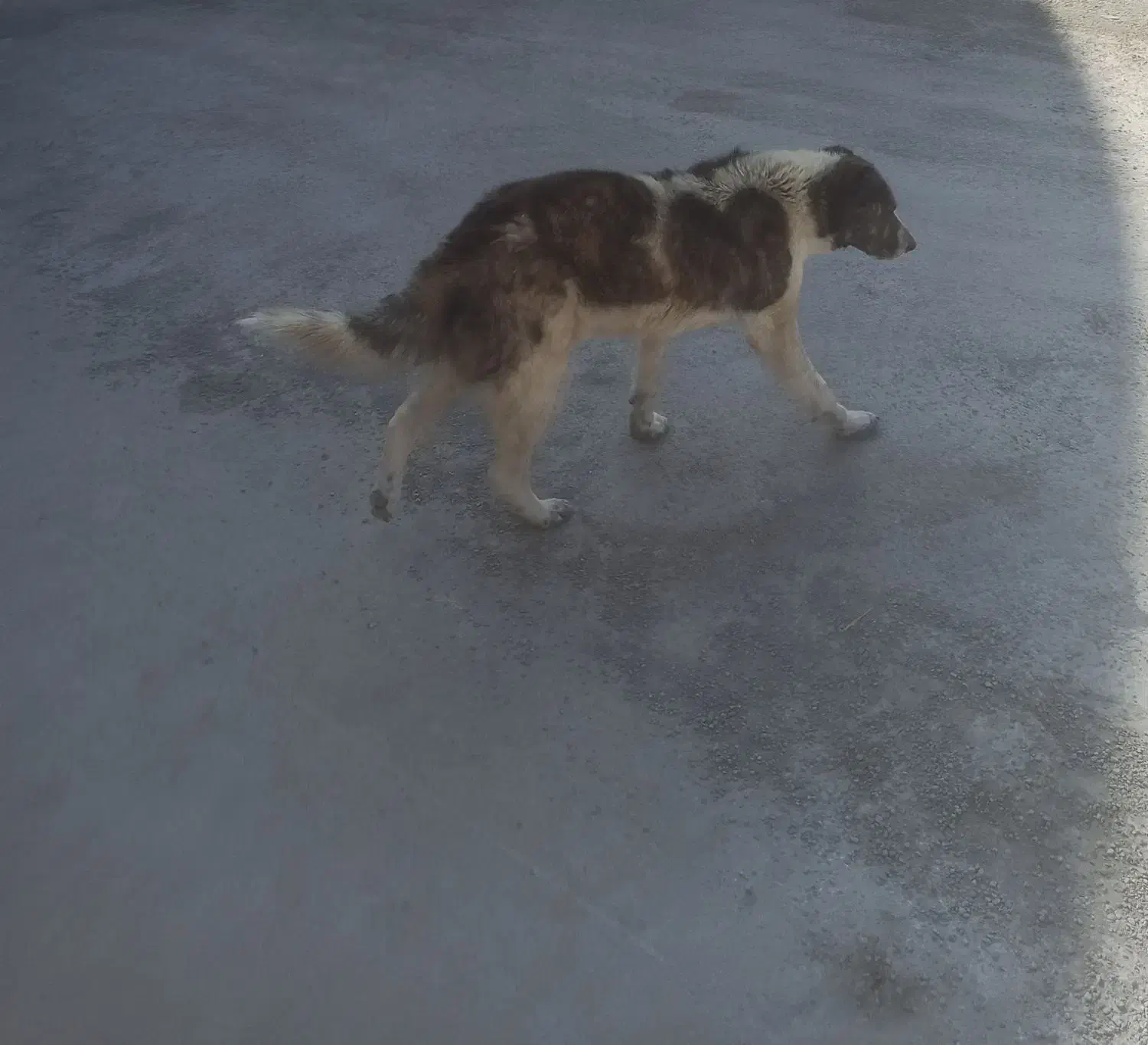 سگ نرجونوری مجانی|سگ|لاران, |دیوار