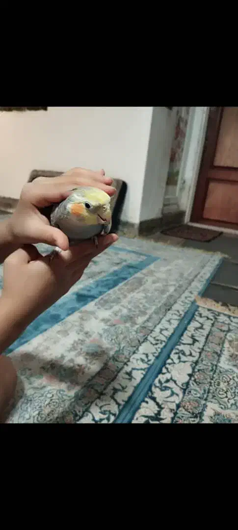 عروس هلندی خیلی دستی|پرنده|قم, باغ شازده|دیوار