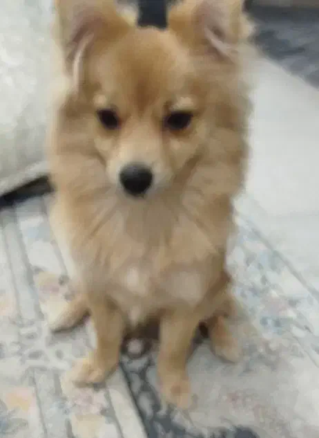 واگذاری سگ پامرانین. روباهی رایگان|سگ|خرمآباد, |دیوار