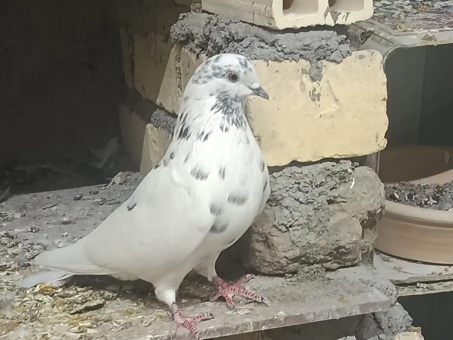 کفتر|پرنده|قم, شهدا|دیوار