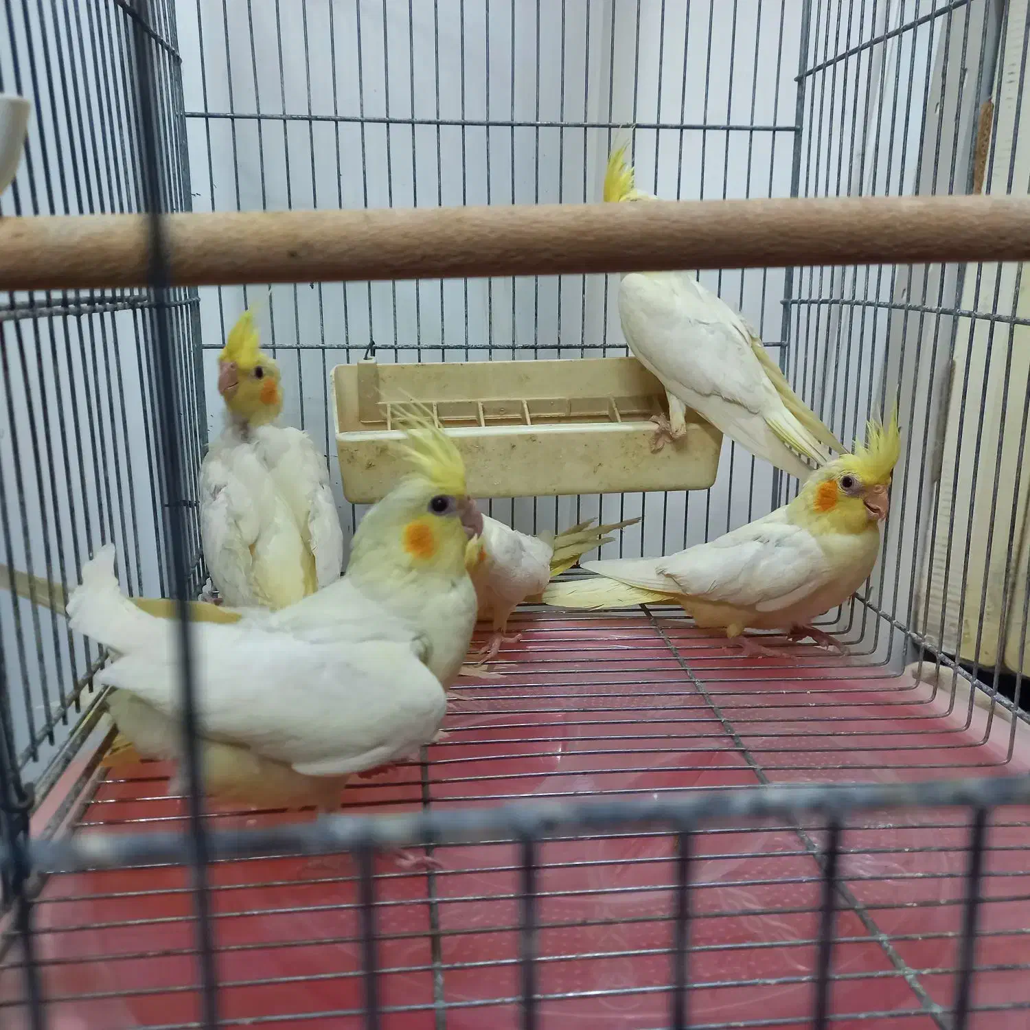 عروس هلندی|پرنده|قم, چهار امامزاده|دیوار