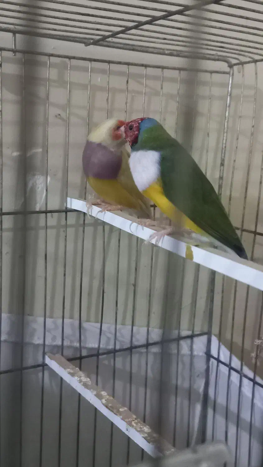 زیباتر از نقاشی پرنده ای رویایی|پرنده|گتوند, |دیوار