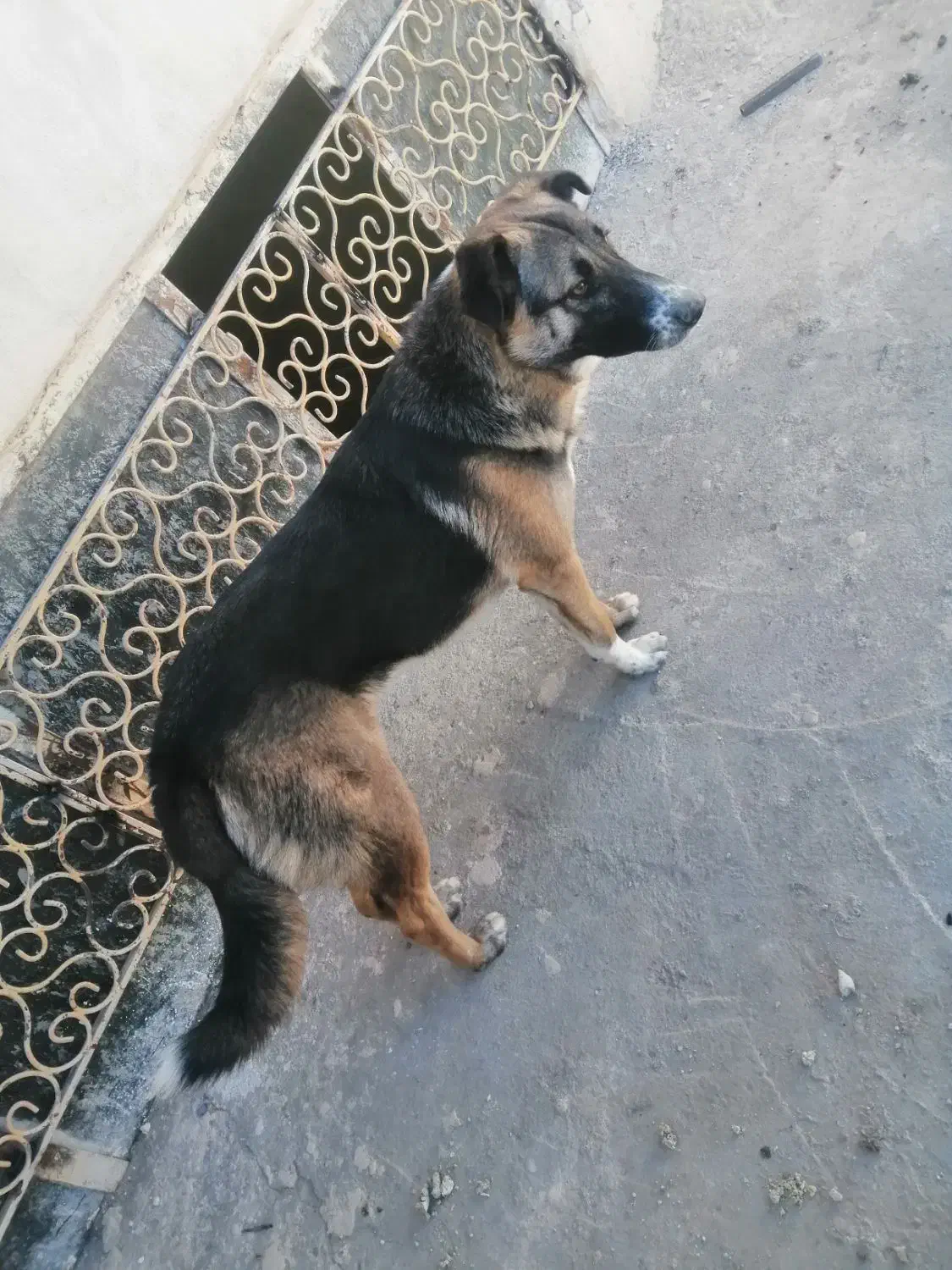 حیوان|سگ|چناران, |دیوار