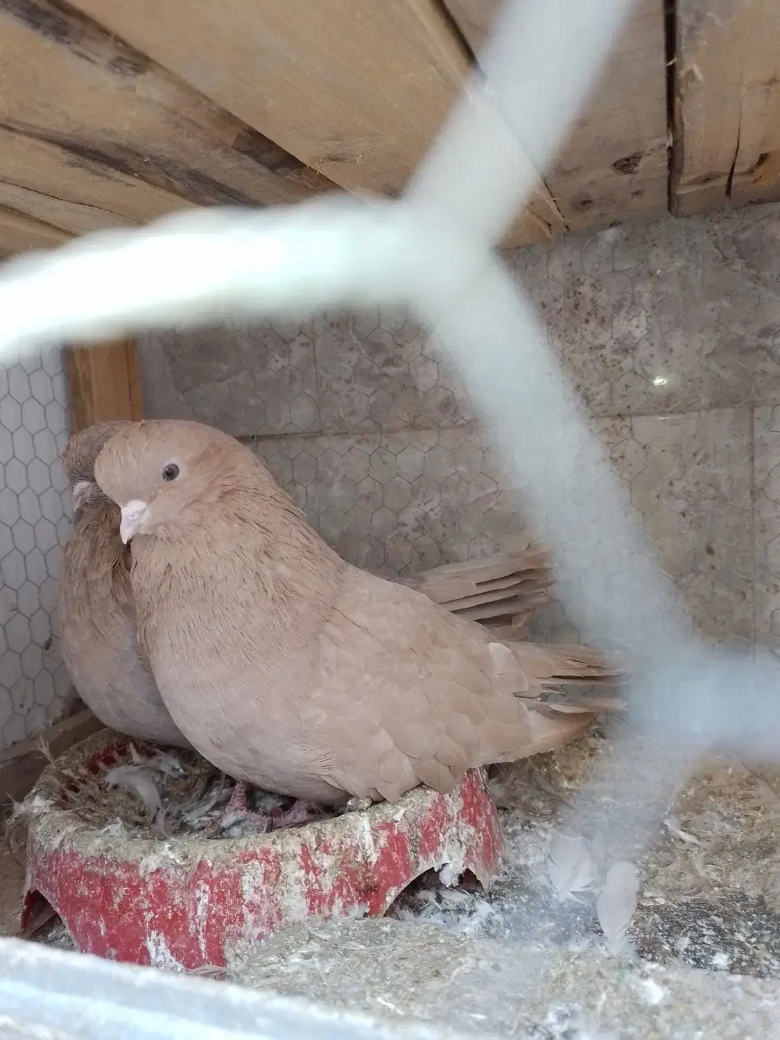 زرد|پرنده|پارس‌آباد, |دیوار