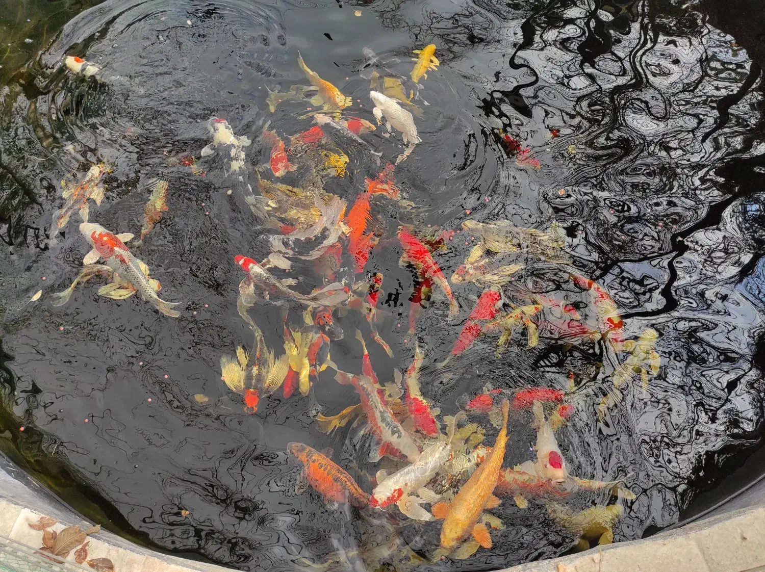 ماهی کوی کلکسیونی داخلی و وارداتی 10تا 75سانت|ماهی|تهران, بلوار کشاورز|دیوار