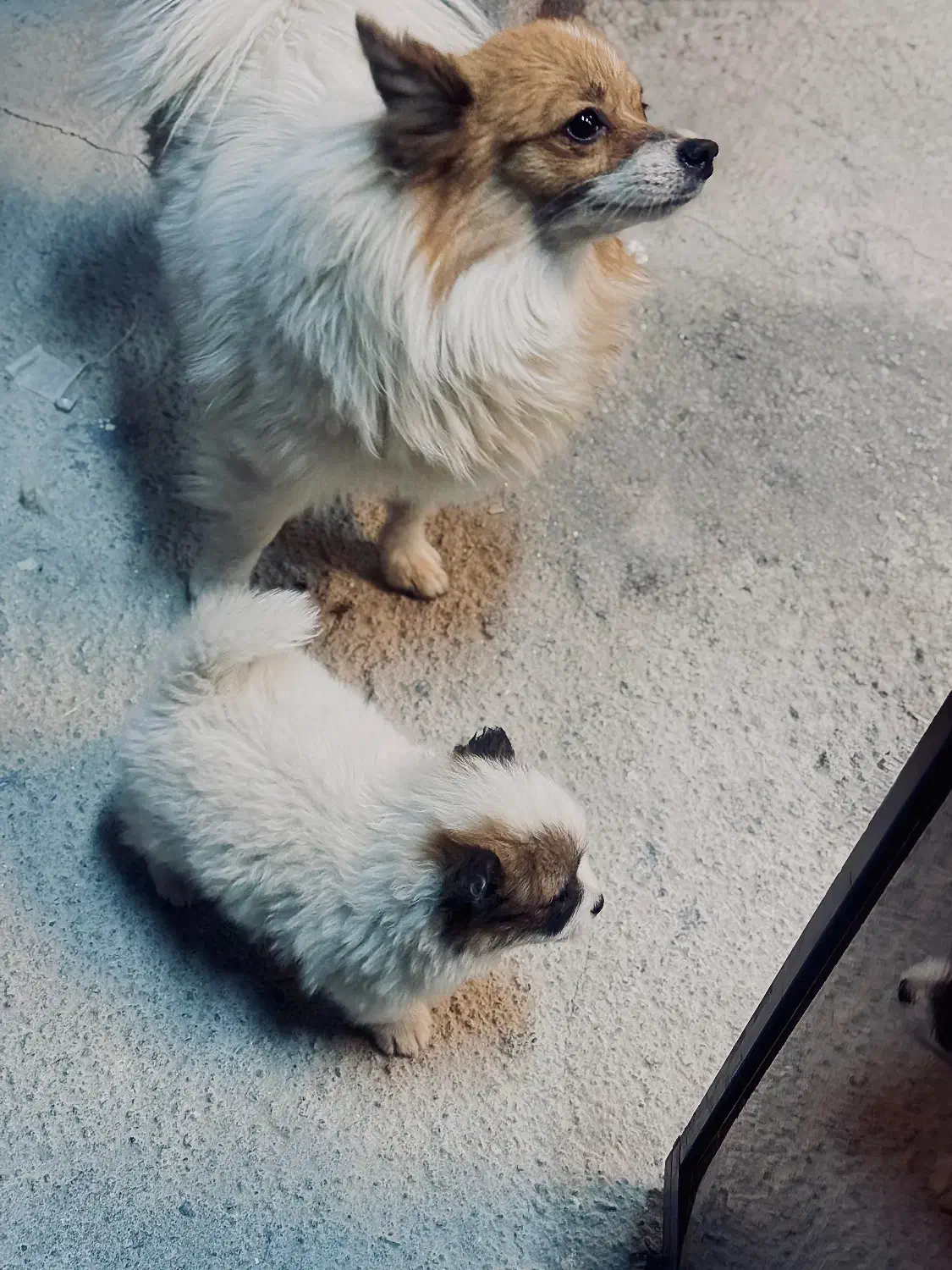 سگ خانگی نژاد پامر|سگ|پیرانشهر, |دیوار