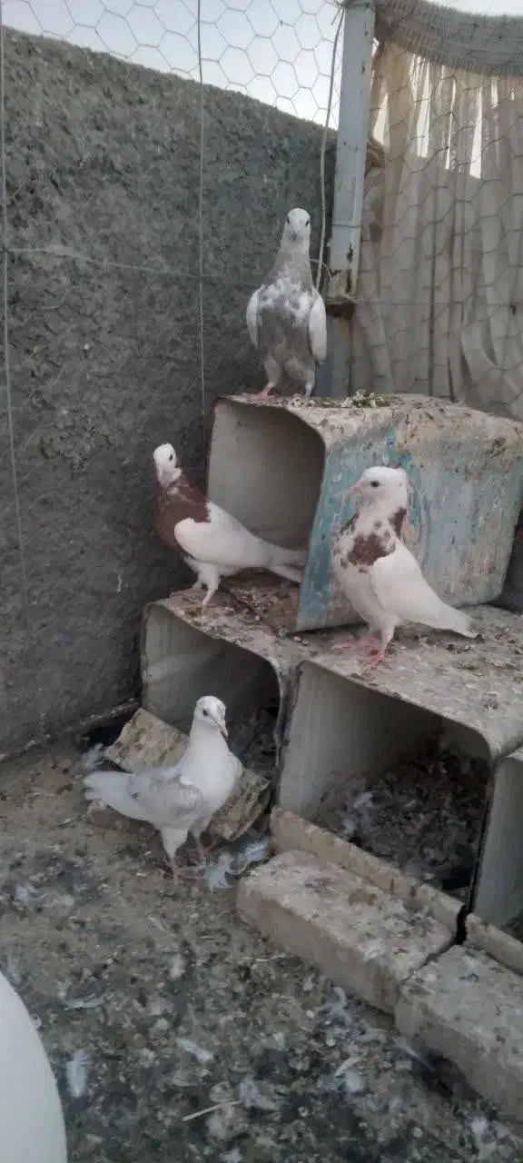 کفتر طوقی کاشونی تهرانی|پرنده|تیران, |دیوار