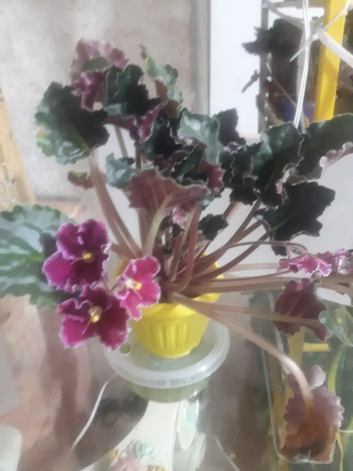 بنفشه آفریقایی|گل و گیاه طبیعی|شهریار, شهرک شاهد|دیوار