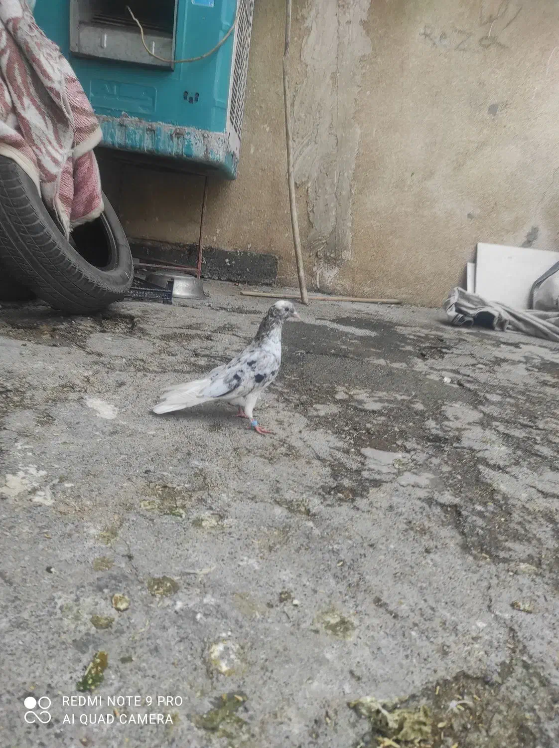 کبوتر زوردار پرشی دم سفید|پرنده|کرمانشاه, |دیوار