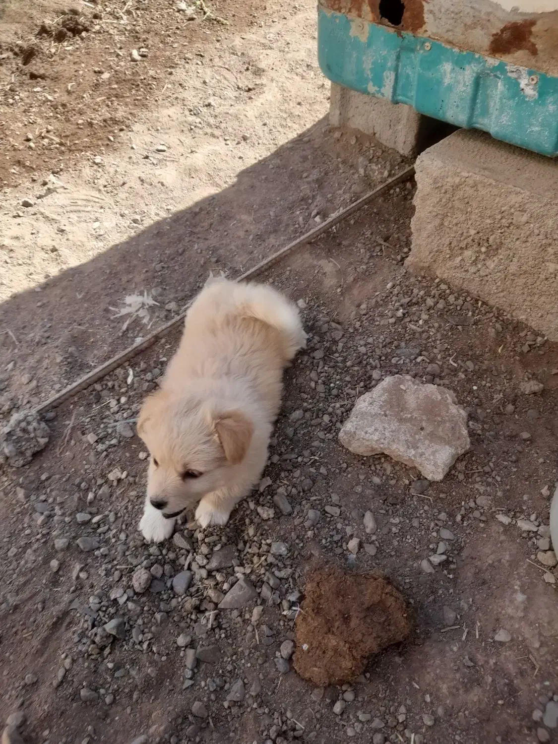 پاکوتاه مینیاتوری نر ریز اصیل نژاد دار جیبی|سگ|میانه, |دیوار