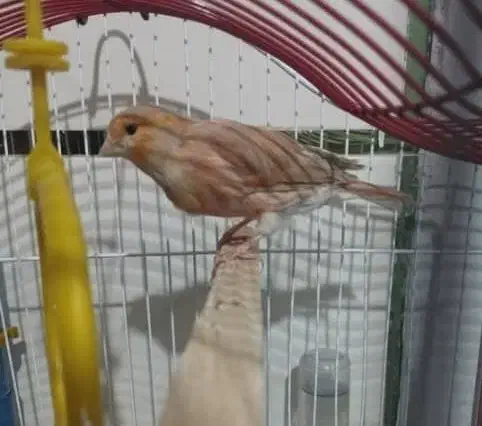 معاوضه با(قناری ماده هست فروشیه)|موبایل|مرودشت, گندم‎|دیوار