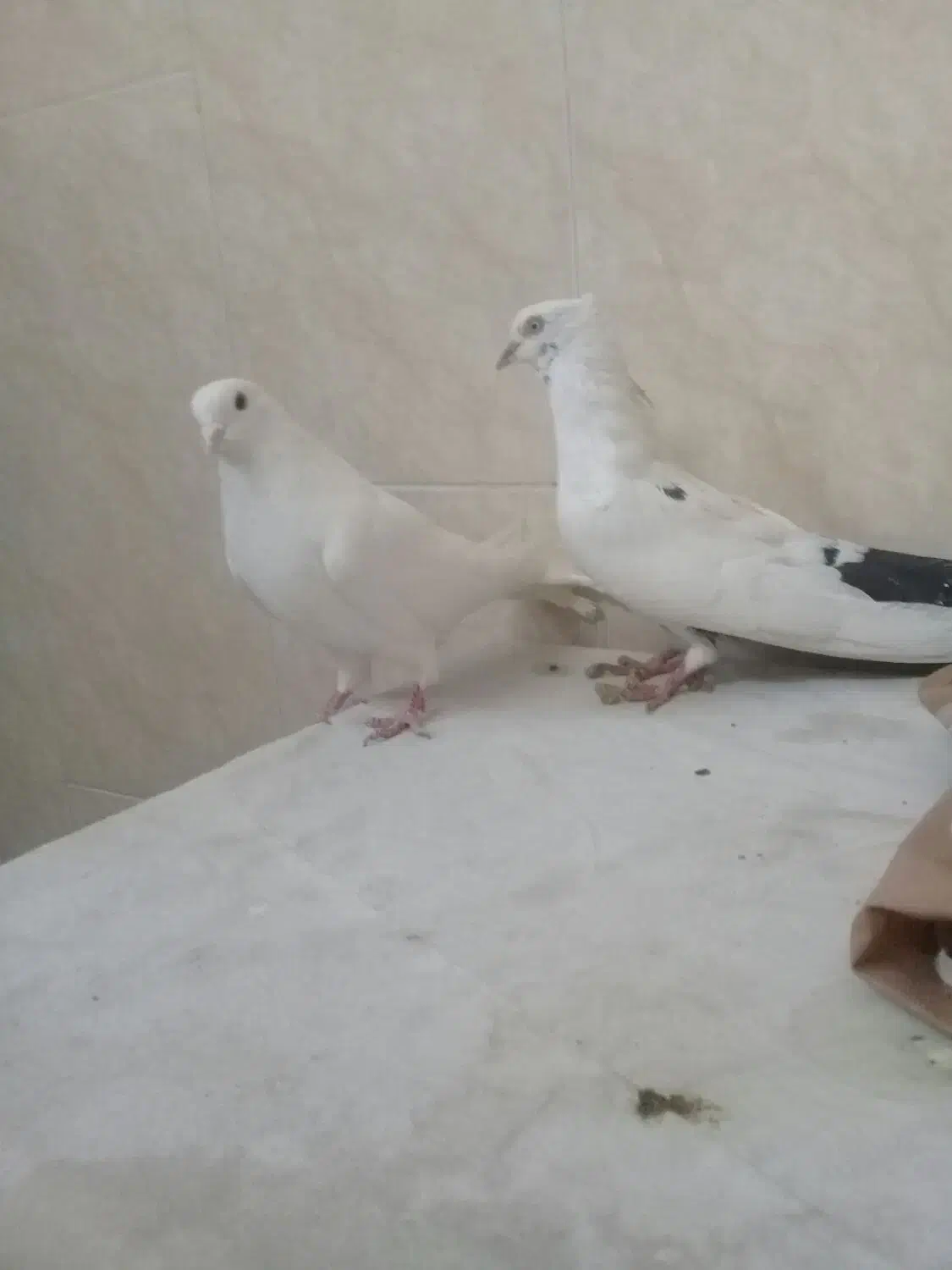 دوتا نر اصفهانی ی سفید بدون غلط و ی سفید دم مشکی|پرنده|خمینی‌شهر, |دیوار