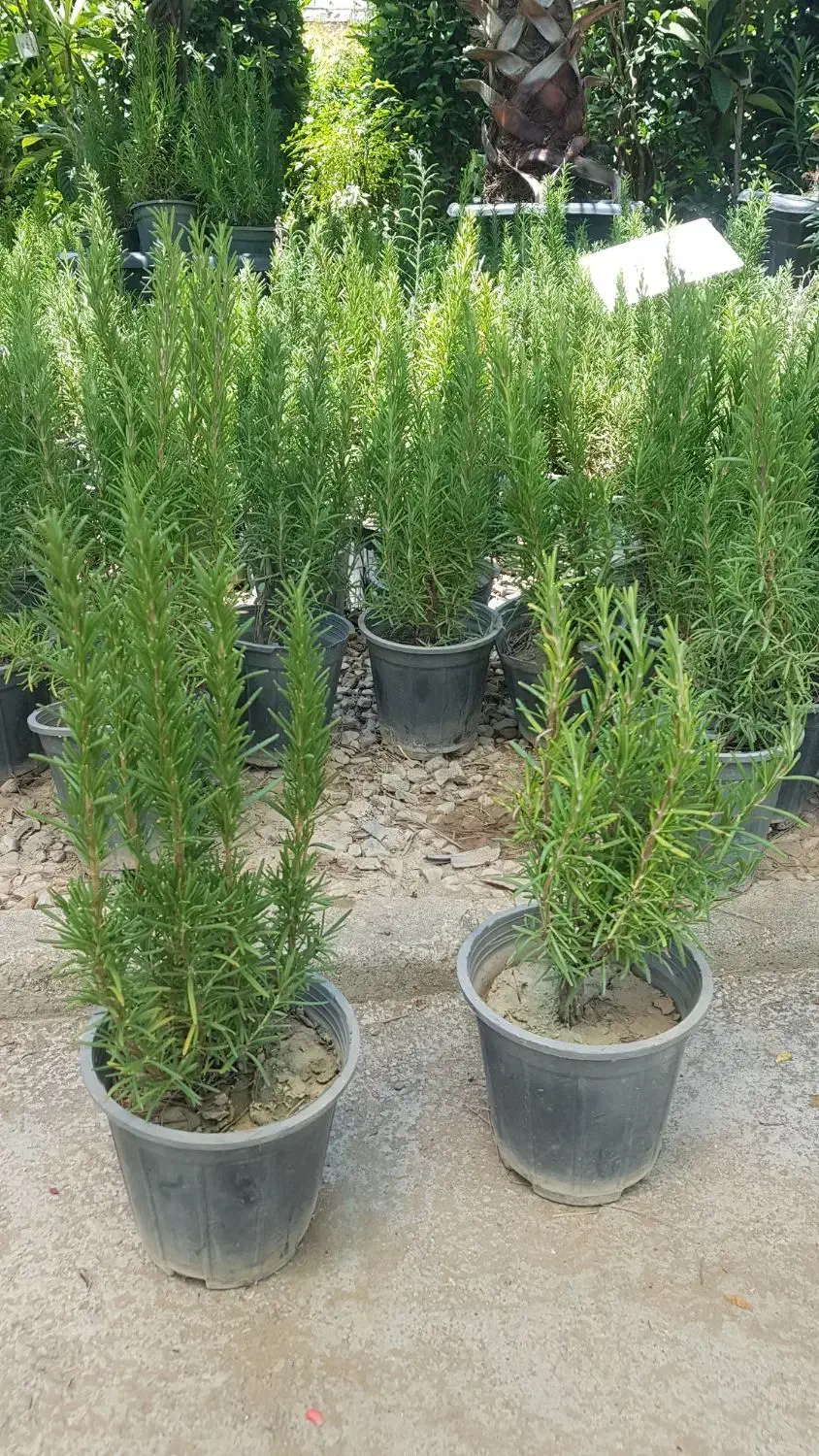 گیاه رزماری|گل و گیاه طبیعی|تهران, عباس‌آباد|دیوار