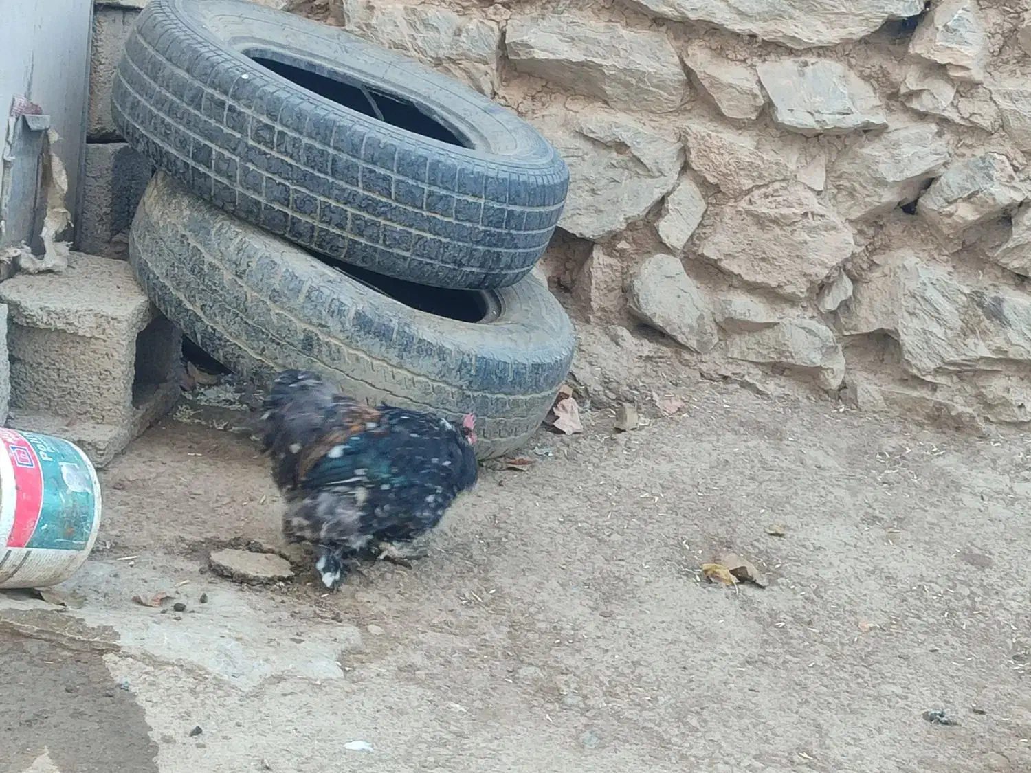 خروس نازار|حیوانات مزرعه|حسین آباد, |دیوار