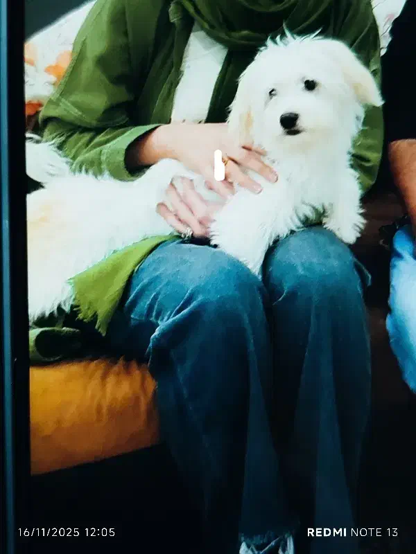 سگ شیتزو سفید|سگ|گنبد کاووس, |دیوار