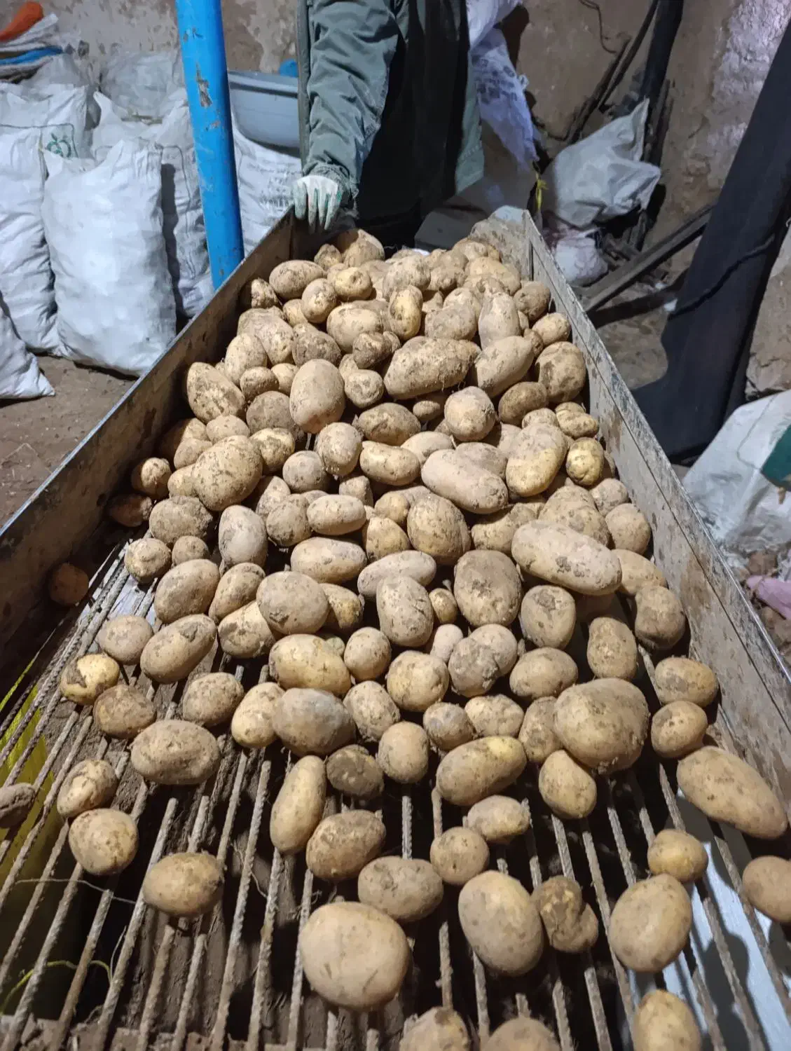 سیب زمینی تازه|عمده‌فروشی|رباط‌کریم, نصیرشهر|دیوار