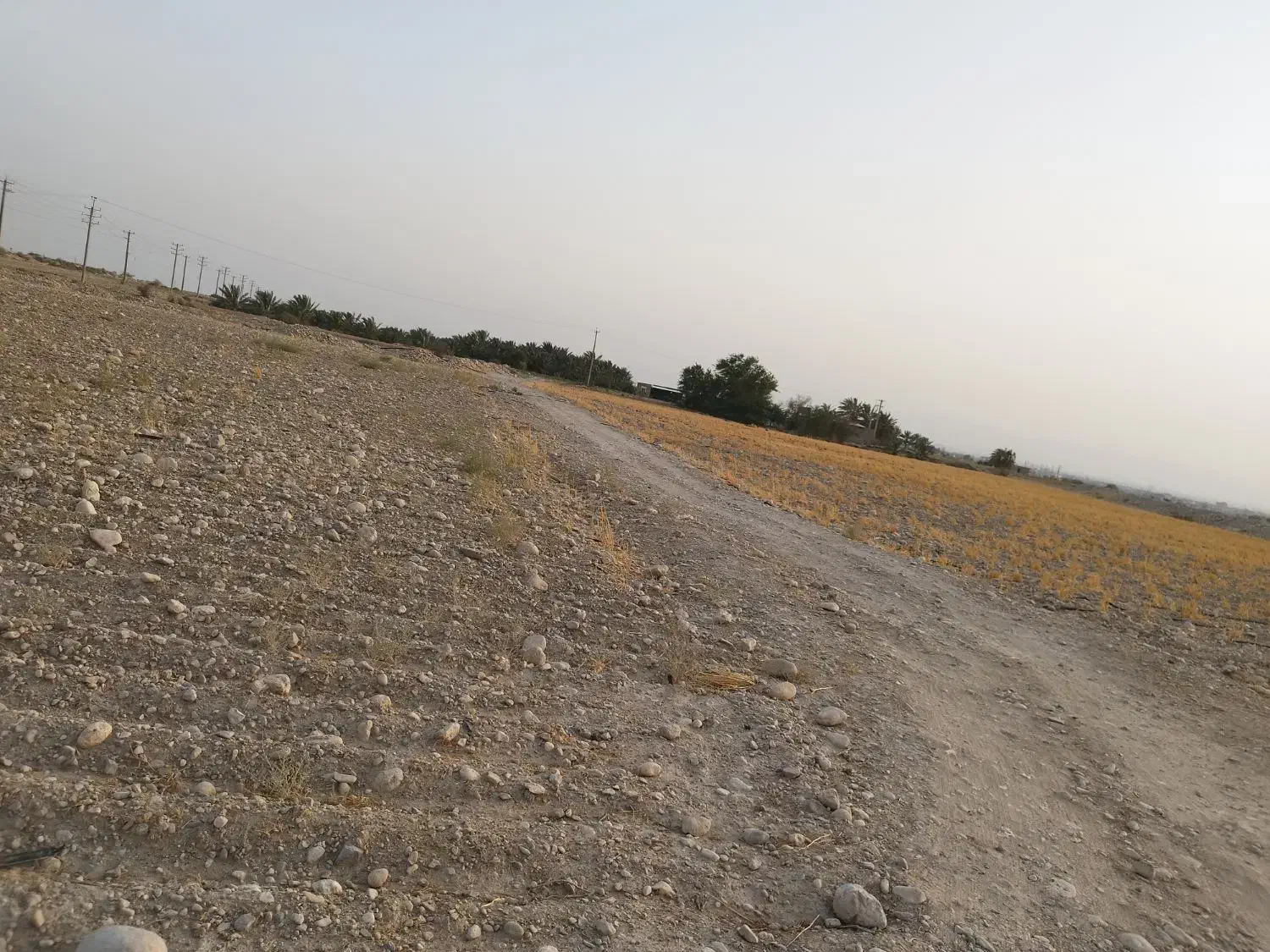 اجاره دادن زمین کشاورزی خورموج|اجارهٔ دفتر صنعتی، کشاورزی، تجاری|خورموج, |دیوار