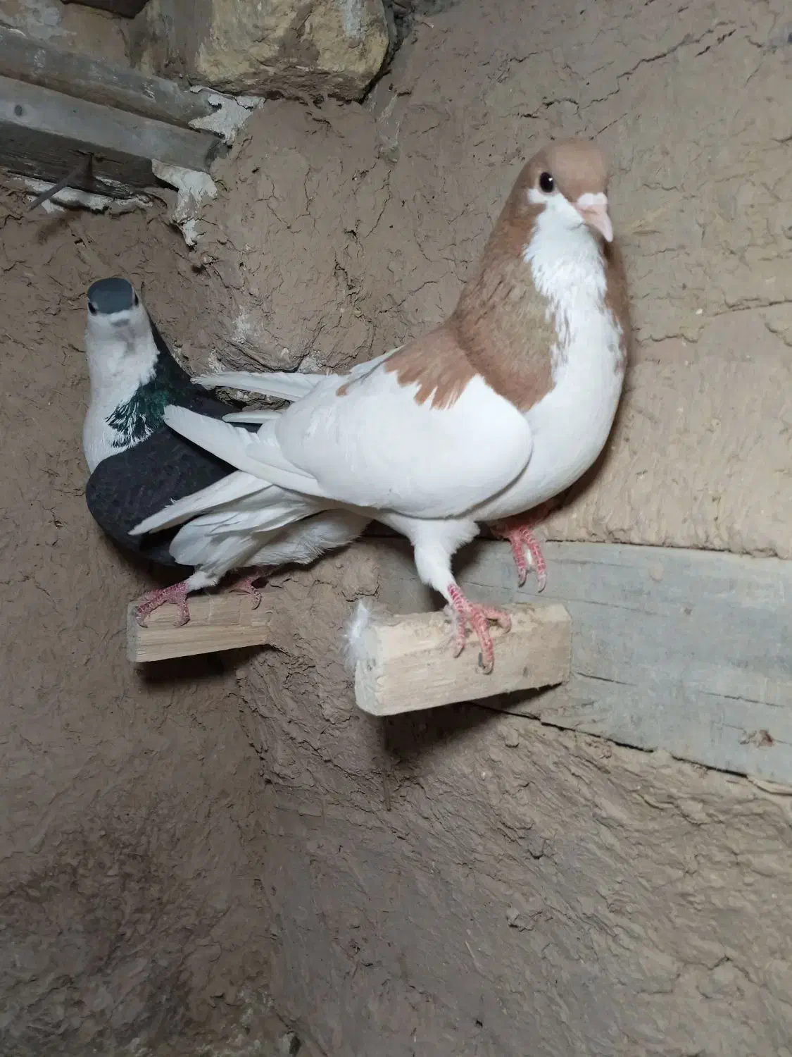 کبوتر شهری|پرنده|مرودشت, بیست متری بیمارستان|دیوار