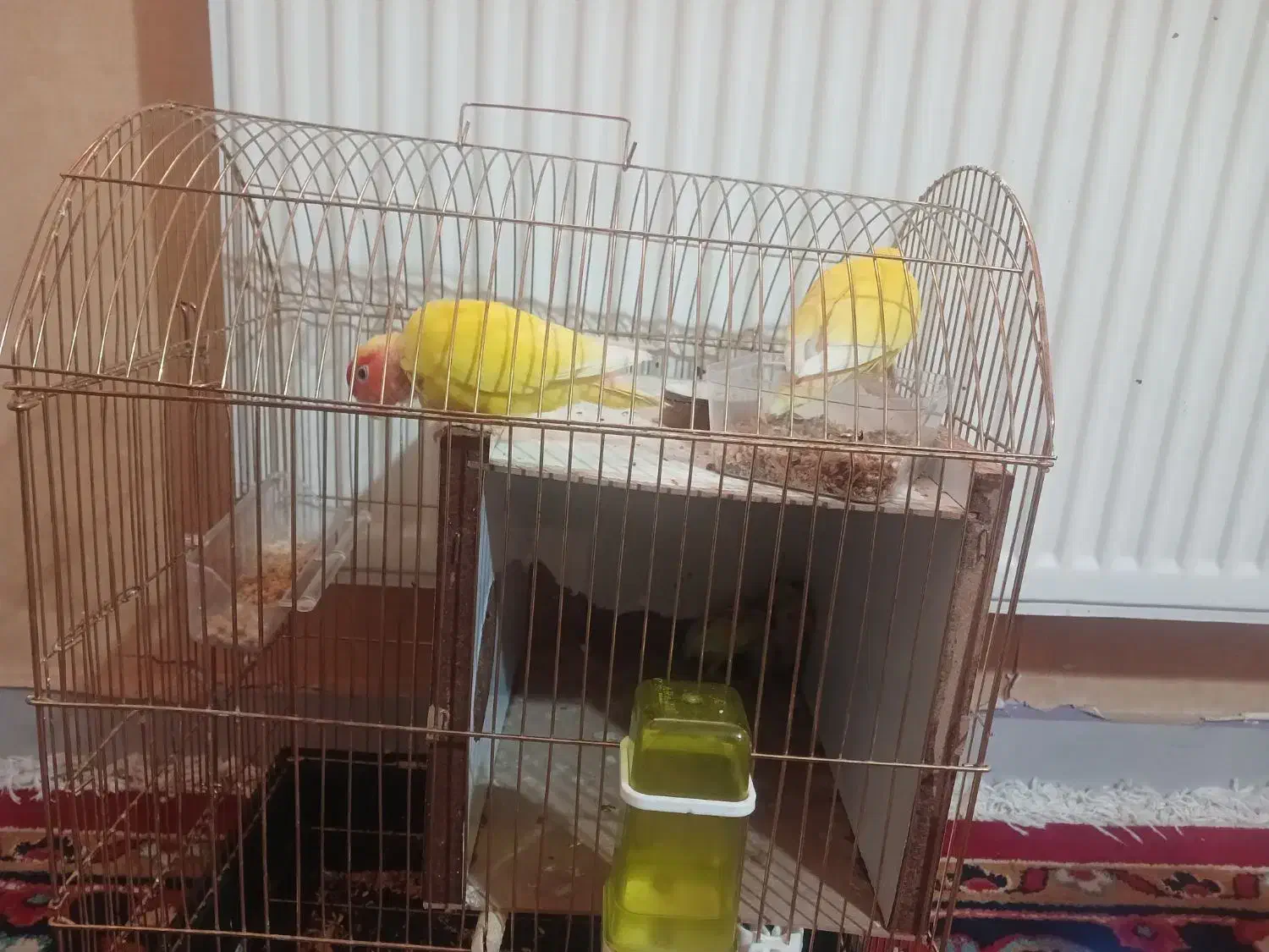 کوتوله برزیلی|پرنده|ایلخچی, |دیوار