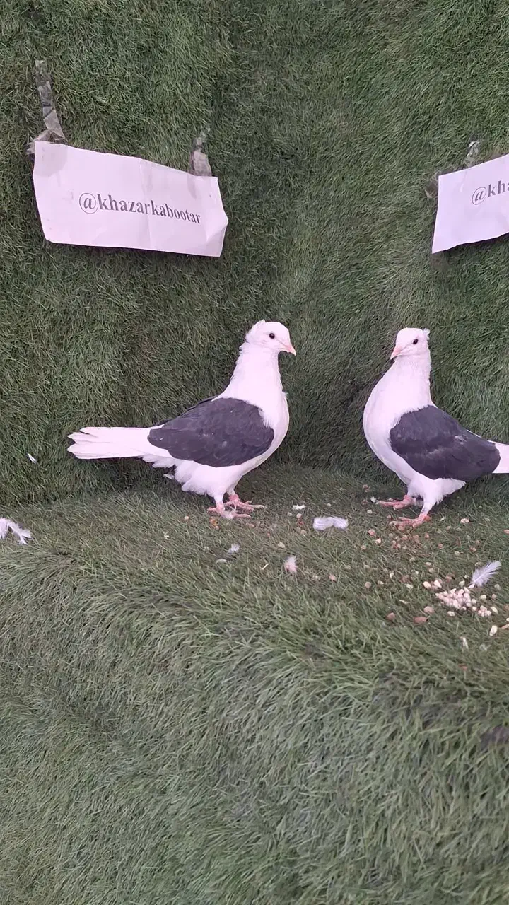 یه جفت جوجه دوکت درجه یک|پرنده|بابل, |دیوار