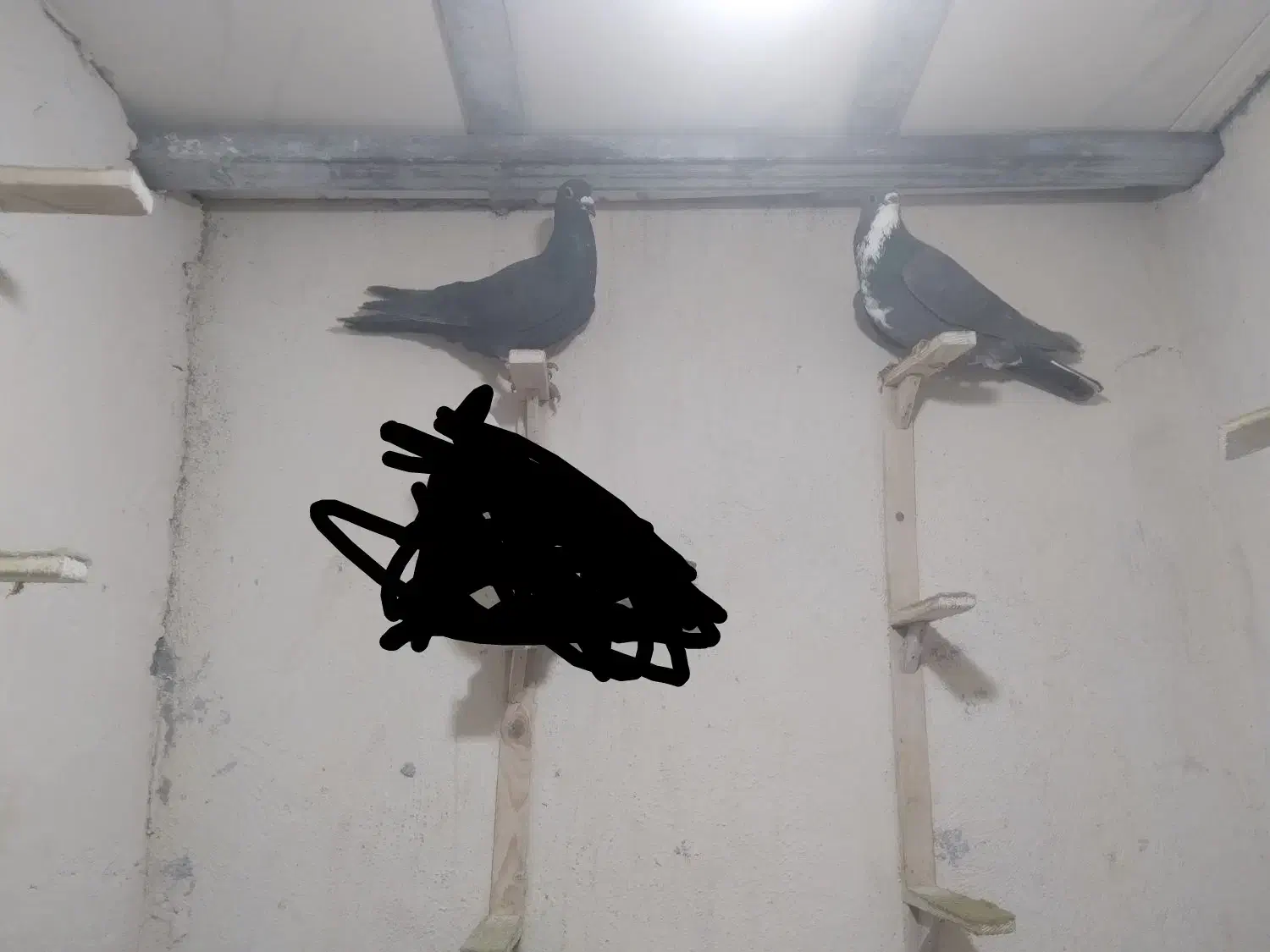 کفترگلباف|کلکسیون و سرگرمی|کرمان, |دیوار