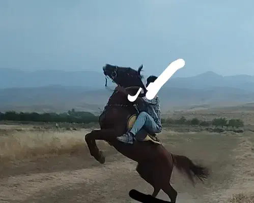 اسب|اسب و تجهیزات اسب‌سواری|نهاوند, |دیوار