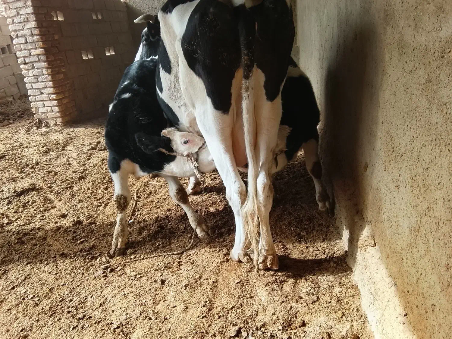 گاو شیری اولشتاین|حیوانات مزرعه|هیرمند, |دیوار