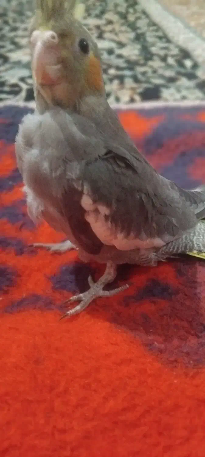 عروس هلندی  ۲ماهه دون خور دست آموز|پرنده|نقده, |دیوار