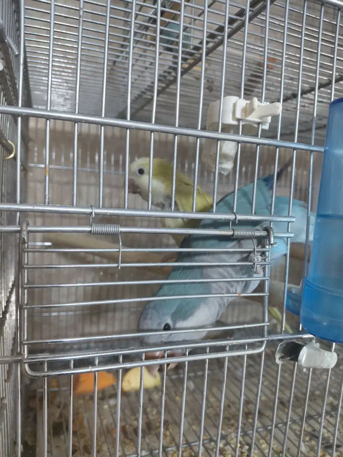 راهب مولد|پرنده|تهران, مقدم|دیوار