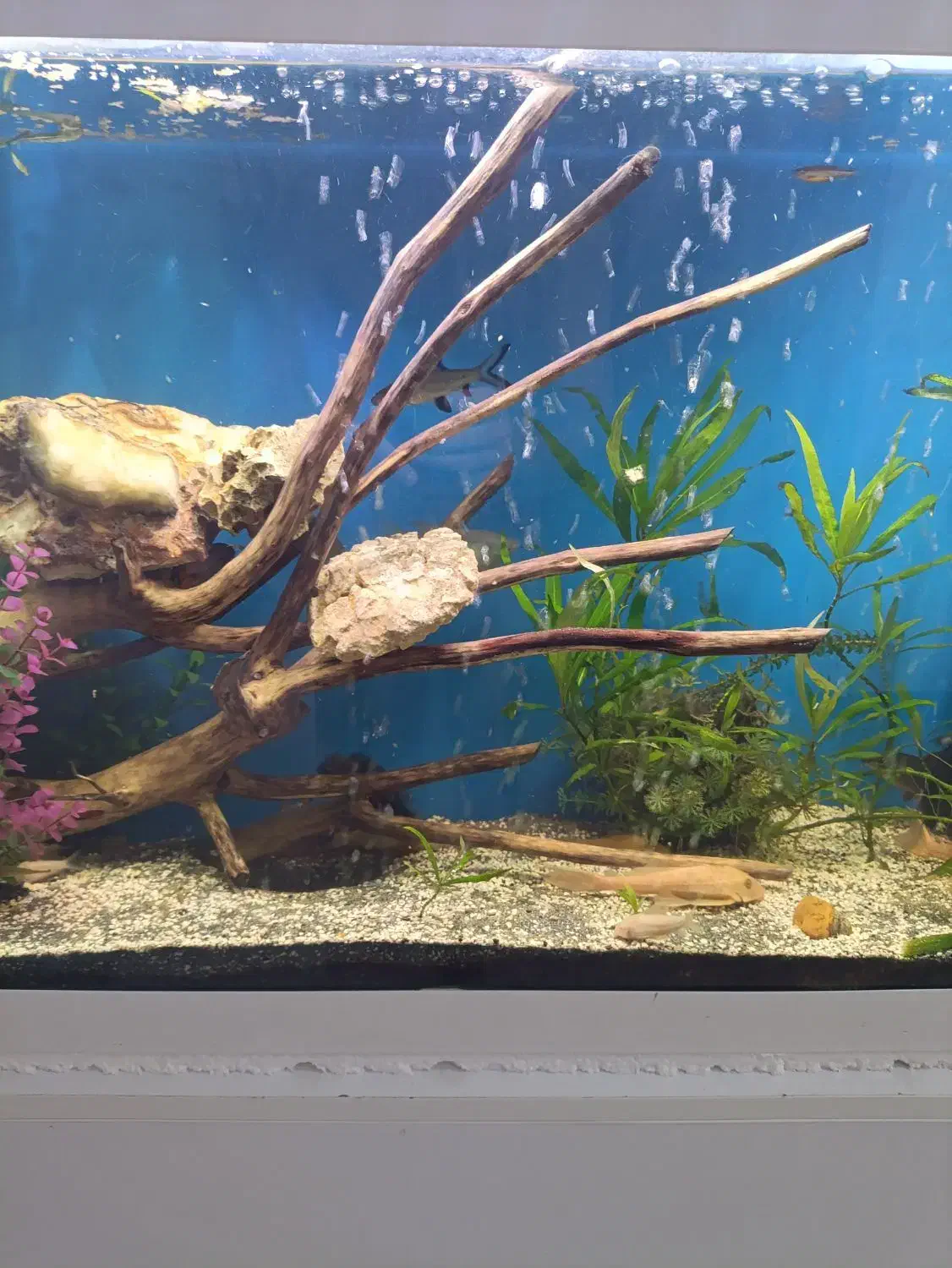 یک آکواریوم لاکچری|ماهی|مشهد, الهیه|دیوار