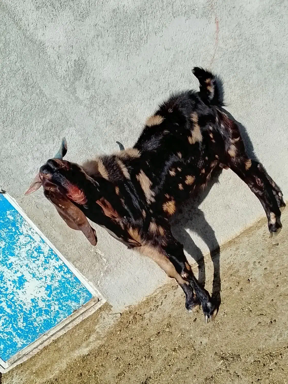 بز نر پاکستانی جوان|حیوانات مزرعه|قوچان, |دیوار